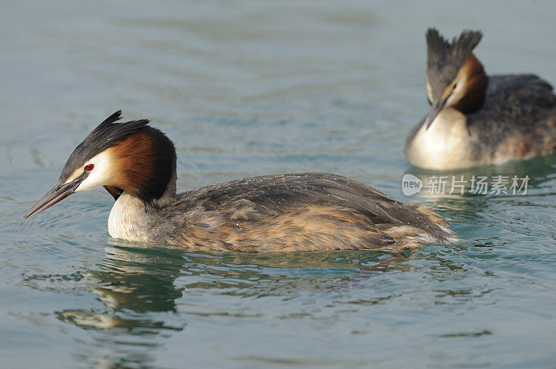 大山脊grebe (Podiceps crista)